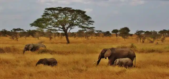 Où se trouve le safari en Tanzanie ?